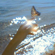 a person's hand holding a butterfly in front of the ocean with sunlight streaming through it