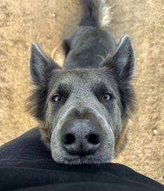 a dog is looking up at the camera