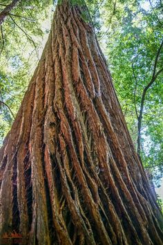 the trunk of a large tree with lots of roots growing on it's sides