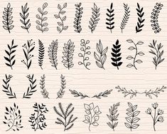 a set of hand drawn plants and leaves