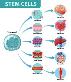 Cell Diagram, Online Course Design, Literacy Day, Cell Division, Illustration Story, Information Poster