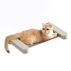 an orange and white cat laying on top of a wooden platform that is attached to a wall