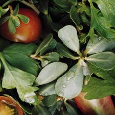 tomatoes and leaves with drops of water on them