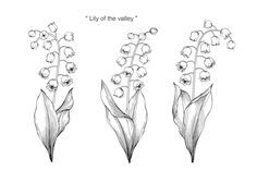 lily of the valley flowers are shown in black and white, with text that reads lily of the valley