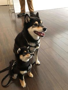 two black and white dogs sitting on top of a wooden floor next to each other