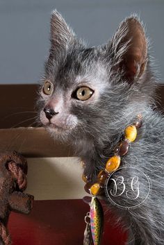 a small gray kitten with yellow eyes looking over the edge of a wooden door frame