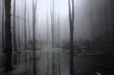 a swampy area with trees and water in the fog