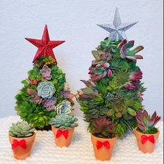 three potted plants with red bows are on a white surface and one is shaped like a christmas tree