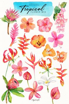 watercolor flowers and leaves are shown in this illustration, with the words tropical on it