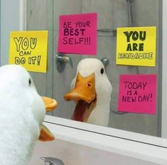 a duck looking at its reflection in a mirror with post it notes on the wall