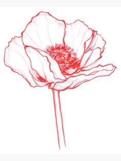 a drawing of a red poppy flower on a white background, with the petals still attached