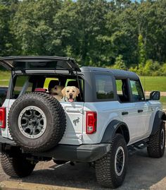 a dog is sitting in the back of a truck