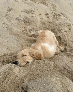 a dog is laying in the sand at the beach