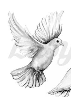 two birds flying next to each other on a white background and one bird has its wings spread