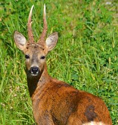 a small deer standing in the grass with its horns curled up and looking at the camera