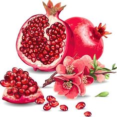 pomegranate with leaves and flowers on a white background