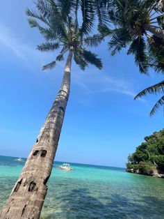 a palm tree leaning over the ocean with boats in the water and people on shore