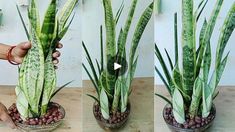 three pictures of a potted plant being held up by someone's hand,