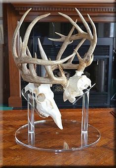 a deer skull with antlers in a glass stand