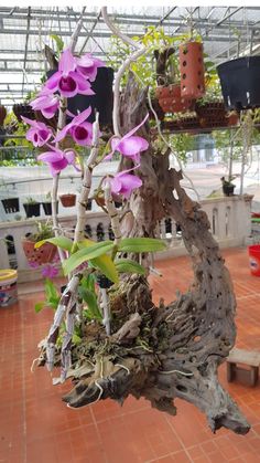 purple flowers are growing in the middle of a tree stump with red tile flooring