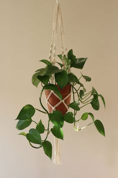 a potted plant hanging from a macrame