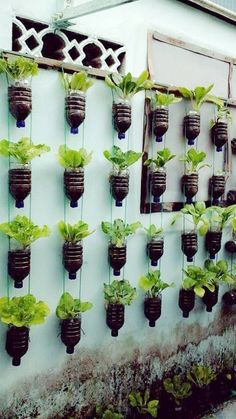 many plants are growing in small pots on the wall