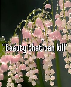 the words beauty that can kill are in front of some pink and white lilies