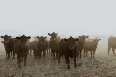 a herd of cattle standing on top of a dry grass covered field next to each other