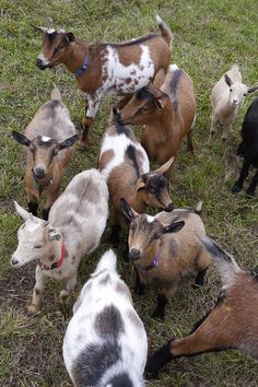 a herd of goats standing on top of a grass covered field next to each other