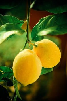 two ripe lemons hanging from a tree branch with green leaves and water droplets on them