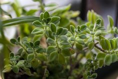 small green plants are growing in a pot