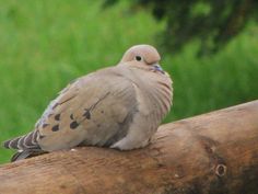 a small bird sitting on top of a wooden branch in front of some green grass