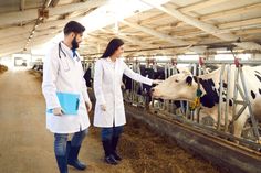 a man and woman in lab coats petting cows