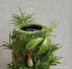 a potted plant with plants growing out of it's sides and leaves sticking out of the top