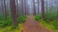 a path in the middle of a forest