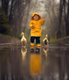 a little boy in yellow raincoat and ducklings walking on wet pavement with trees in the background