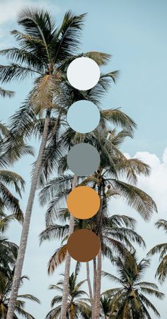 palm trees with different colored circles hanging from them