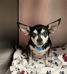 a small black and white dog sitting on top of a blanket