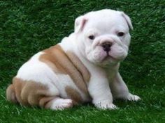 a white and brown puppy sitting in the grass