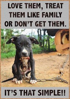 a dog chained to a chain with the caption love them treat them like family or don't get them it's that simple