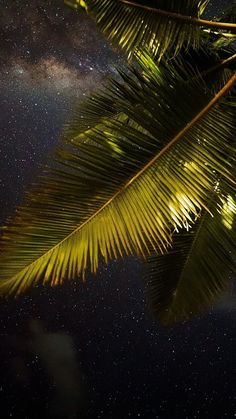 the night sky is filled with stars and palm trees