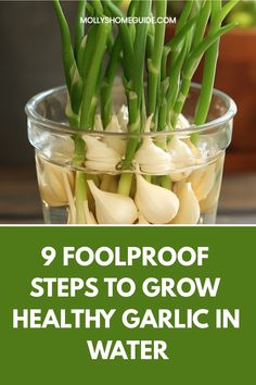 garlic growing in a glass bowl with text overlay reading 9 foolproof steps to grow healthy garlic in water