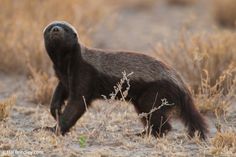 an animal that is standing in the grass