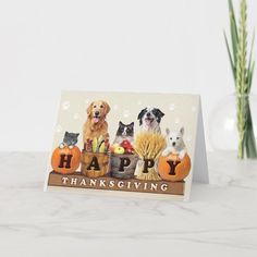 a thanksgiving card with dogs and cats sitting on pumpkins