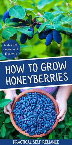 the cover of how to grow honeyberries, with hands holding a bowl full of blue berries