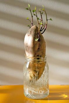 a plant in a glass jar sitting on a table