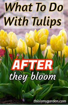 yellow tulips with the words, what to do with tulips after they bloom