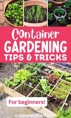 DIY container gardening tips for beginners. Garden With Vegetables, Gardening Tips And Tricks, Bamboo Trellis, Summer Vegetables, Planter Beds