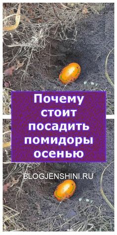 two oranges on the ground with words in russian and english written below them,