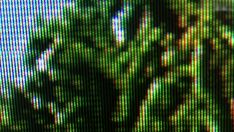 blurry image of trees in front of a tv screen with green and red colors